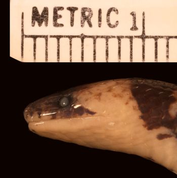 Media type: image;   Herpetology R-173871